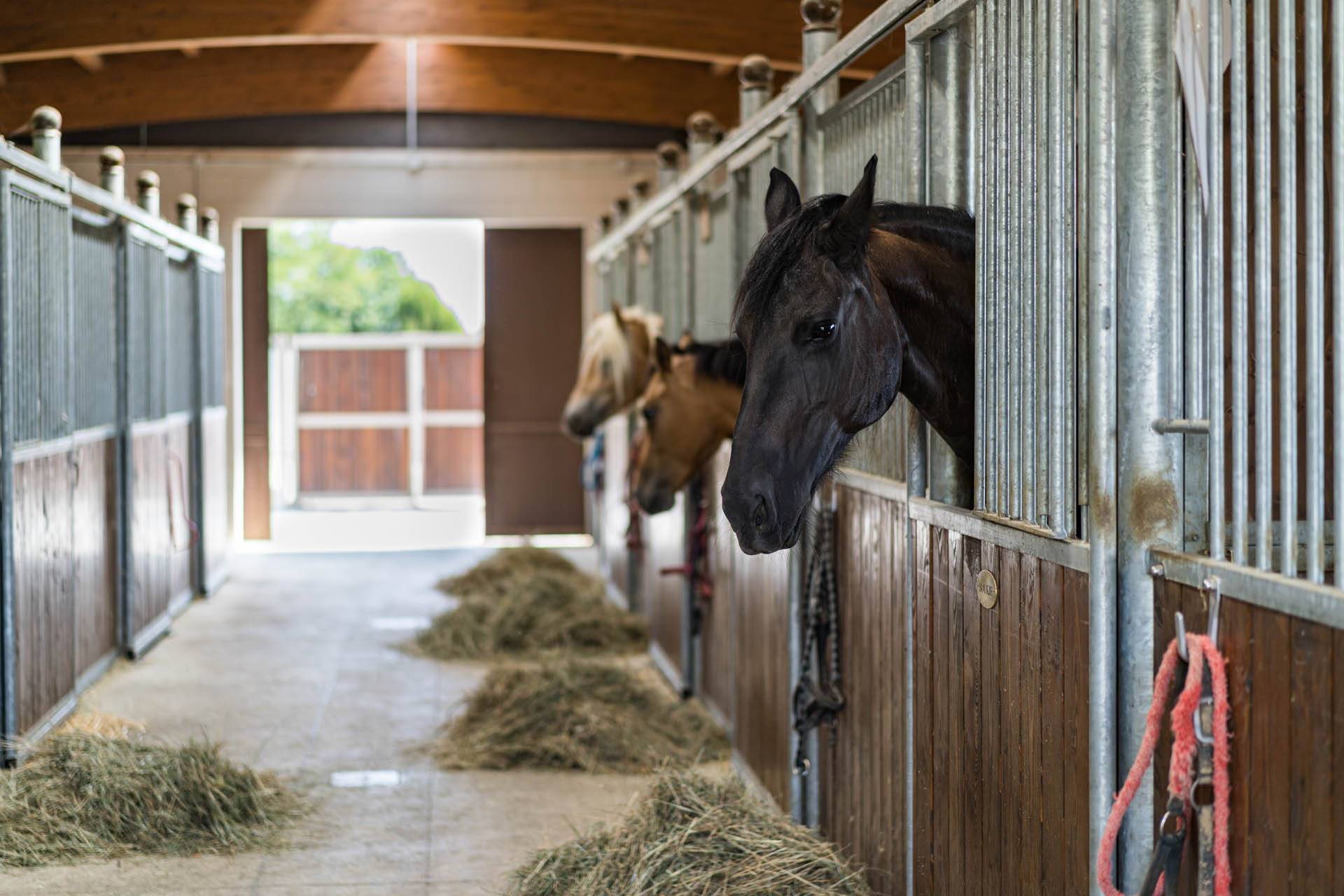Lavorazione Della Carne | Tenuta Il Ferro Rosso - Azienda Agricola - Foto 10